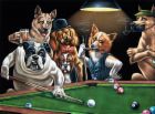 dogsplayingpool.jpg